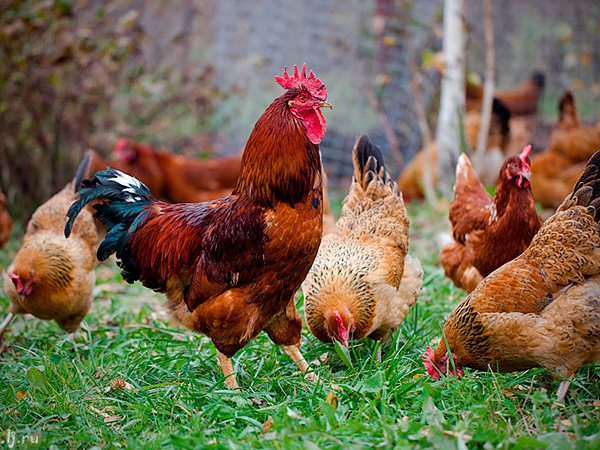 Породы куриц | ЗооТом - продажа, вязка и услуги для животных в Троицке