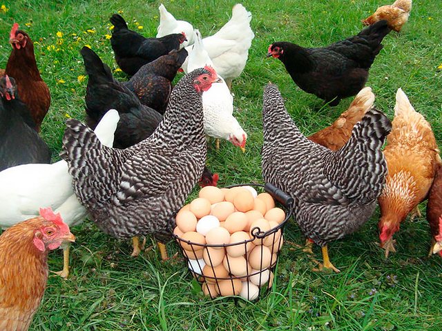 Содержание кур и уход за ними | ЗооТом - продажа, вязка и услуги для животных в Троицке