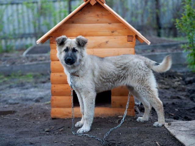 Все о собаках в Троицке Все о собаках в Троицке